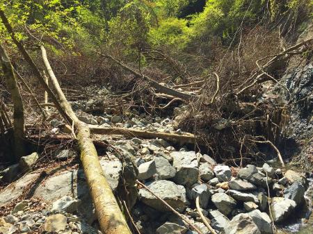 かなり荒れまくりの沢でもはや試行錯誤して進んでいくしかない