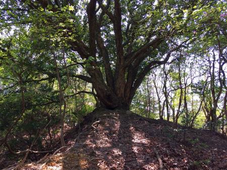 この大きな木からは楽になるが鬼ヶ島はすぐそこだった＾＾；