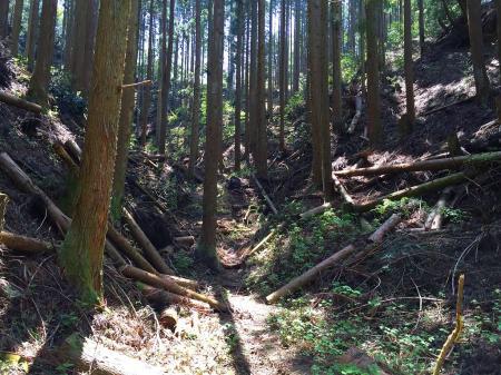 見えてる稜線が仏谷峠だがこの荒れた谷をどうやって登ろうか考えていた。右手が尾根のようにになっていたので、それを無理矢理登ろうかと考えていたが、尾根にのるのにちょっと急斜面なのでう～ん・・・