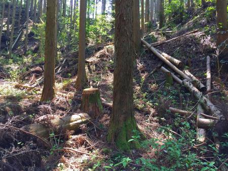 谷のところをよ～～～く見ると踏み跡があった。写真では伝わらないが、踏み跡をたどるとちゃんと稜線に辿りつくことができた