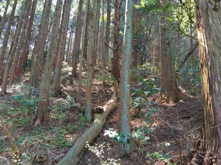 逢ヶ山への登りも結構しんどかった