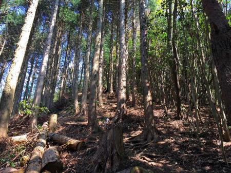 またこういう登りかい！って息切れしたが意外に短かった