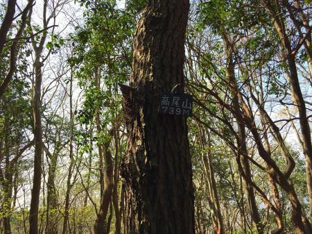 高尾山(739m)に到着