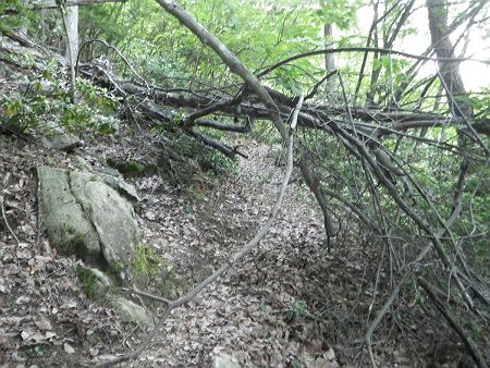 キャンプ場までの登山道は結構荒れているけど誰も通ってないのかな！？