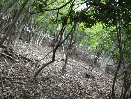 この段階でルートが間違えていると気づけばよかったんだけど、急斜面を斜めに登っていってトラバースしながら尾根に向かう