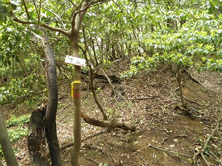 分岐で牛山へのプレートがあったのでルートは間違えていない。それにしてもこの登山道は道標などないね。さすがはバリルートだけある