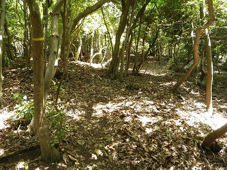 牛山への登りは踏み跡なんてないが、とにかくピークまで登っていくことにした