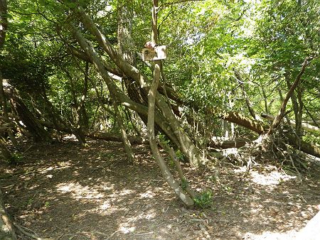 牛山山頂（566m）に到着。ここでアキレス腱が痛くなってきたのでどうするか迷っていた