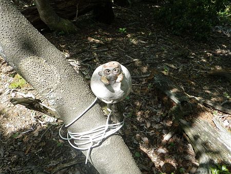 牛山に設置されていたけど、これは牛らしいけど、どの角度から見ればそう見えるのかわからなかった