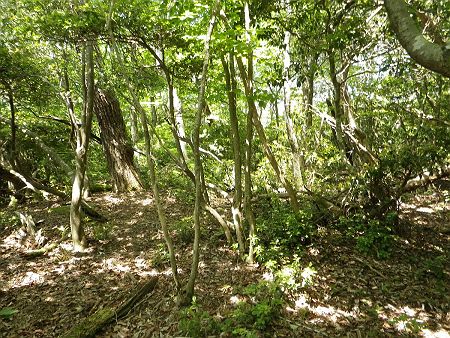 アキレス腱が少し痛むけど、ここから滝山までのバリルートが楽しそうなので続行することにした。しかしこれがまた仇になってしまうことになるとは思いもしなかった