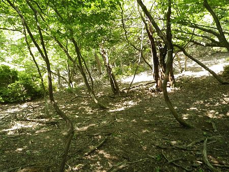 牛山から滝山までのルートは完全バリルートとは下調べしていたのでわかってはいたけど、だだっ広い尾根道でいたるところにテープが巻かれていて何度もコースアウトしてしまった。このルートのテープはあてにならないので注意