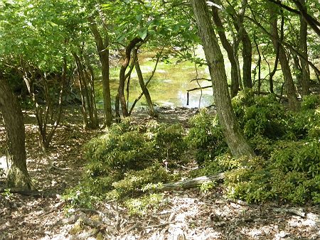 この池があるところがポイントで、ここを右に折れるのが正解。この付近もだだっ広くなっているので迷いやすいと思う