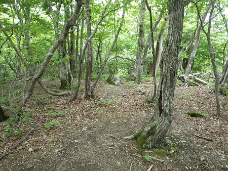 痛み止めの薬を飲んで、アキレス腱の痛みが和らいだので行動開始。まずはリトル比良の縦走路へ向かう