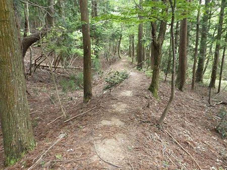 寒風峠から下り。最初はなだらかに下っていくことになるが、標高が下がらない