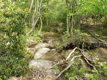 沢筋に出るとルーファイがはじまる。方角はわかってるけどコースアウトしやすい。ぬかるみのある場所とかを通っていくのは靴が汚れるし嫌だった