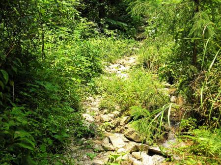 ここでヘビがいきなり現れたのでびっくりした。草がこれだけ生えてるといきなりでてくると驚く