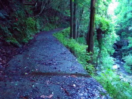 沢沿いに林道が続く。かなりジメジメしているけどこの山でヒルが出た情報はないので大丈夫だろう