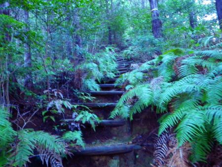 登山道は階段があって整備されているようだけど、それにしても階段だらけでペースが乱される