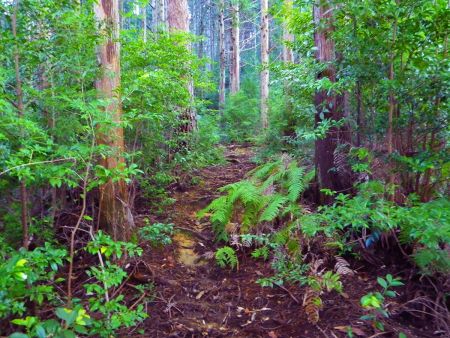 長い階段が終わって少しなだらかな道になるけど休める場所がないんだよね