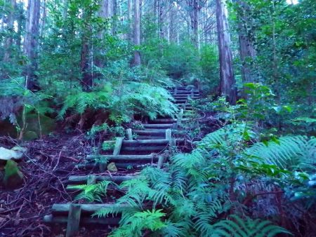 さらに階段が続く。一体いつまでこの急登の階段は続くんだろうかと思いながら登っていった