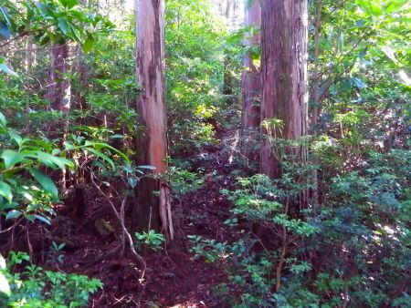 階段が終わって少し登ると尾根道だけど、わずかな踏み跡しかないところを歩いていく。この付近からなだらかな尾根道になる