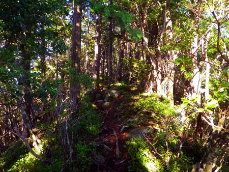細尾根に出た。ここからはこまめなアップダウンが続く細尾根になっている