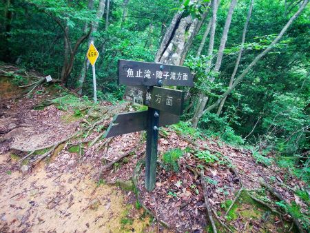 ここを魚止滝・障子滝方面のほうへいって沢へ下りていく