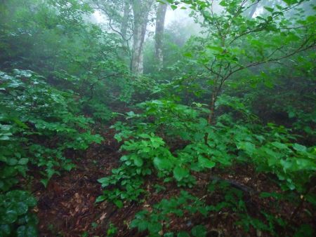 ほとんど藪漕ぎのような感じの登り。まあ無理矢理登ってるので仕方ないけどね。実はこの後、手前に尾根があったのでそこから登ればよかったと反省