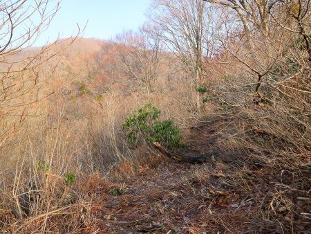 この付近からは平坦な道になったり少し登りになったりと体も慣れたのか楽になってきた