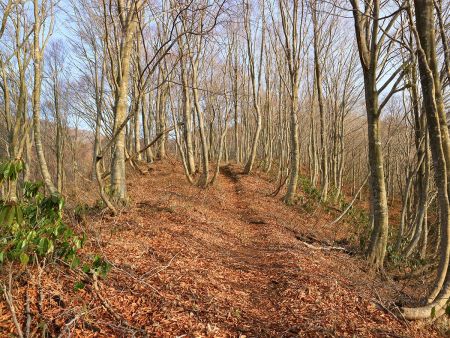 登山道の雰囲気が変わってきた。歩きやすい尾根道がひたすら続く