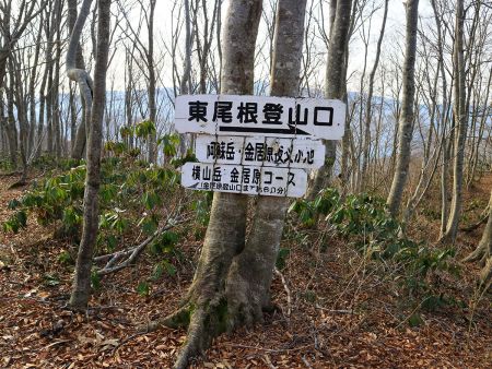 金居原コース分岐で登山道と合流する。東尾根というのはここまでのことなのかな！？