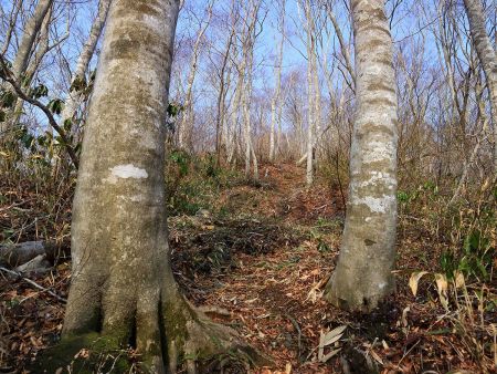 東峰への登りが続くけど、まあそこまでの急登というわけでもなくペースを一定にしながら登っていく
