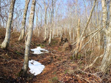 残雪があった。これだけ暖かい日が続いたり雨が降ったりしたのに残っているのがすごい