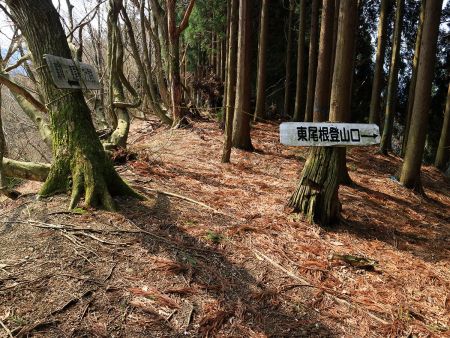 尾根取り付きまで下ってきた。ここまで下るとあと少しで登山口だけど急登箇所の下りは注意が必要
