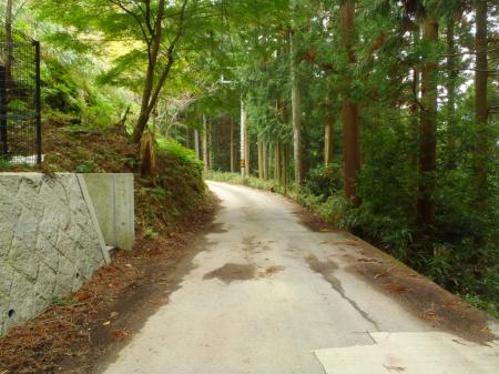 続いて林道を青根ヶ峰に向かう