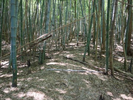 竹藪の中を歩いていて、踏み跡もないしおかしいと気づいた。地図を確認すると正規の登山道とズレていた