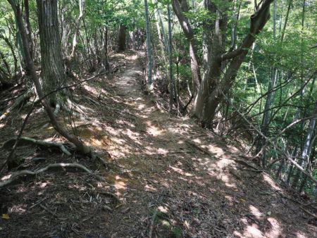 正規の登山道に合流した。このまま登っていく