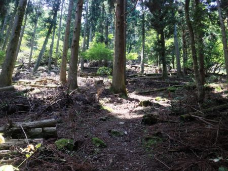 この急登の登りは正直バテた。一応、つづら折れになってたけど、ほぼ直登だった