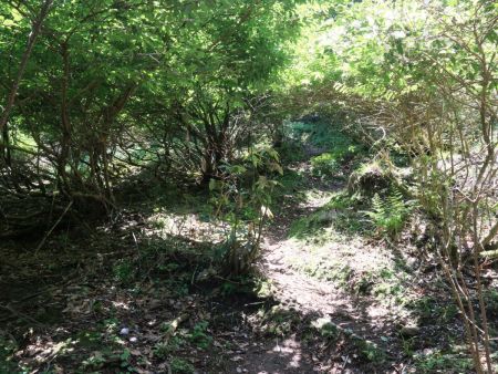 この樹林帯のトンネルみたいなところまでくると尾根の合流まであと少し