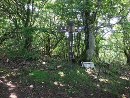 尾根に合流した。まずは山頂の西峰を目指す。1.3kmと記載されてるけど、実際はそんなに距離はなかったように思う