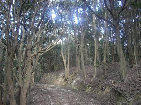 登山道というより林道に近い道が続く
