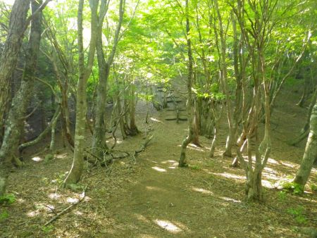 なだらかな道になったと思ったらまた階段がはじまる。とにかく階段だらけの登山道だね