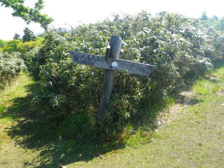 ダルガ峰分岐。本当ならダルガ峰のほうも行きたかったけど今日はパス。とにかく後山を目指す
