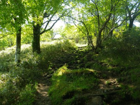 この付近から登りが開始。ピーカンに晴れているのはいいんだけどかなり暑い。登りで暑いのは勘弁してほしいんだよね