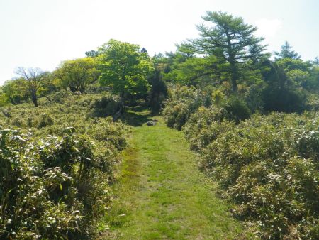 いい感じの雰囲気の登山道になったんだけど、ここから樹林帯に入って登りになると即効でわかった