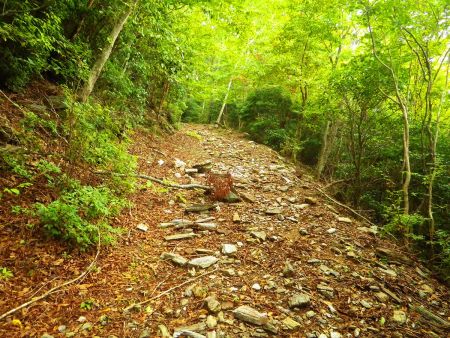 登山道はガレ場の道で歩きにくく、写真では伝わらないけどちょっと斜面がある