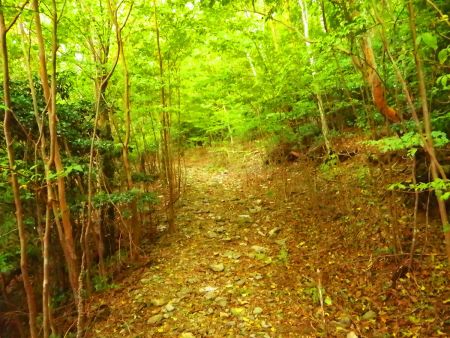 つづら折れの登山道が続くんだけど、樹林に囲まれていてヒルがでないか心配になる