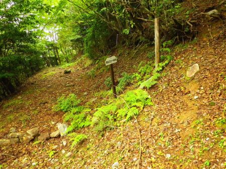 ここから道標に従って右に行って稜線まで登っていく