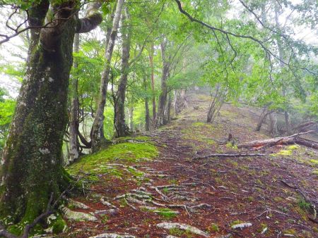 まずは口迷岳へ登っていく。ガスが時折はけるんだけど完全にはけそうにない