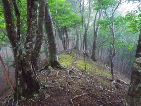 そのまま稜線歩きが続く。細尾根で通りにくい場所があったりした